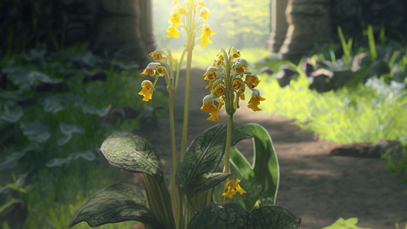 Schlüsselblume (Primula veris)