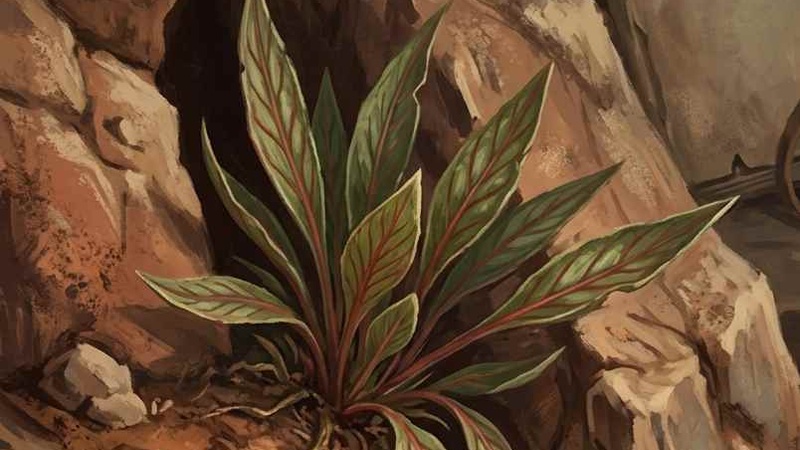 Wachkraut (Meridian Sharp-Leaf)